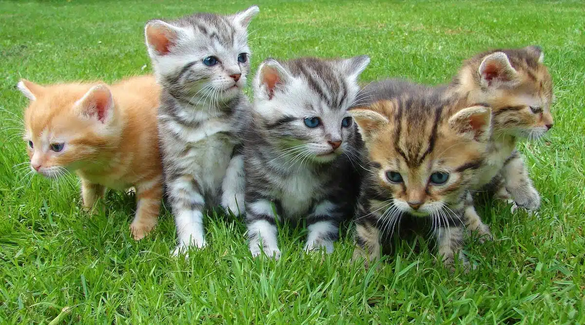 animaux compagnie