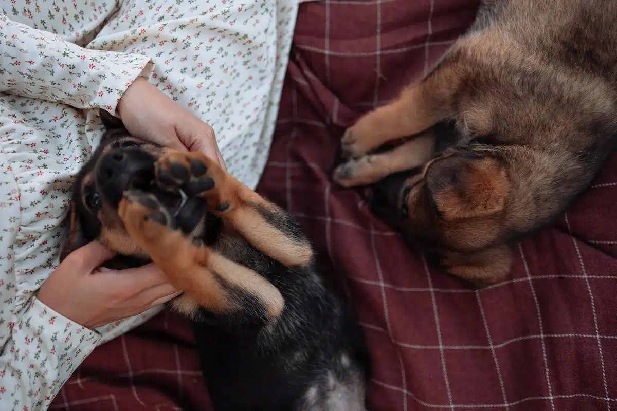 animaux socialisation