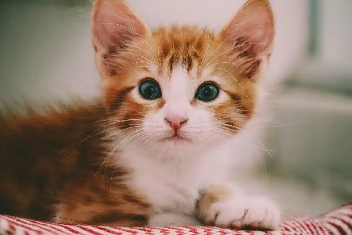 chaton  soins