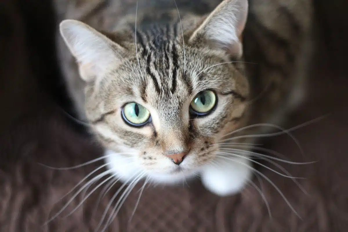entraînement chat