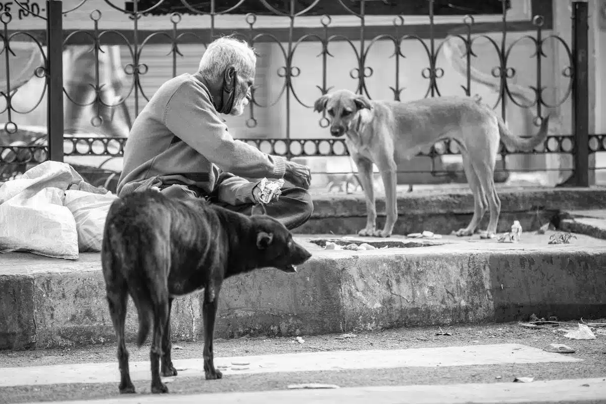 animaux bien-être