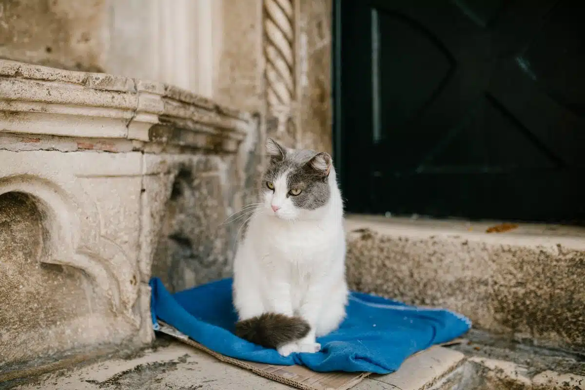 chat âgé