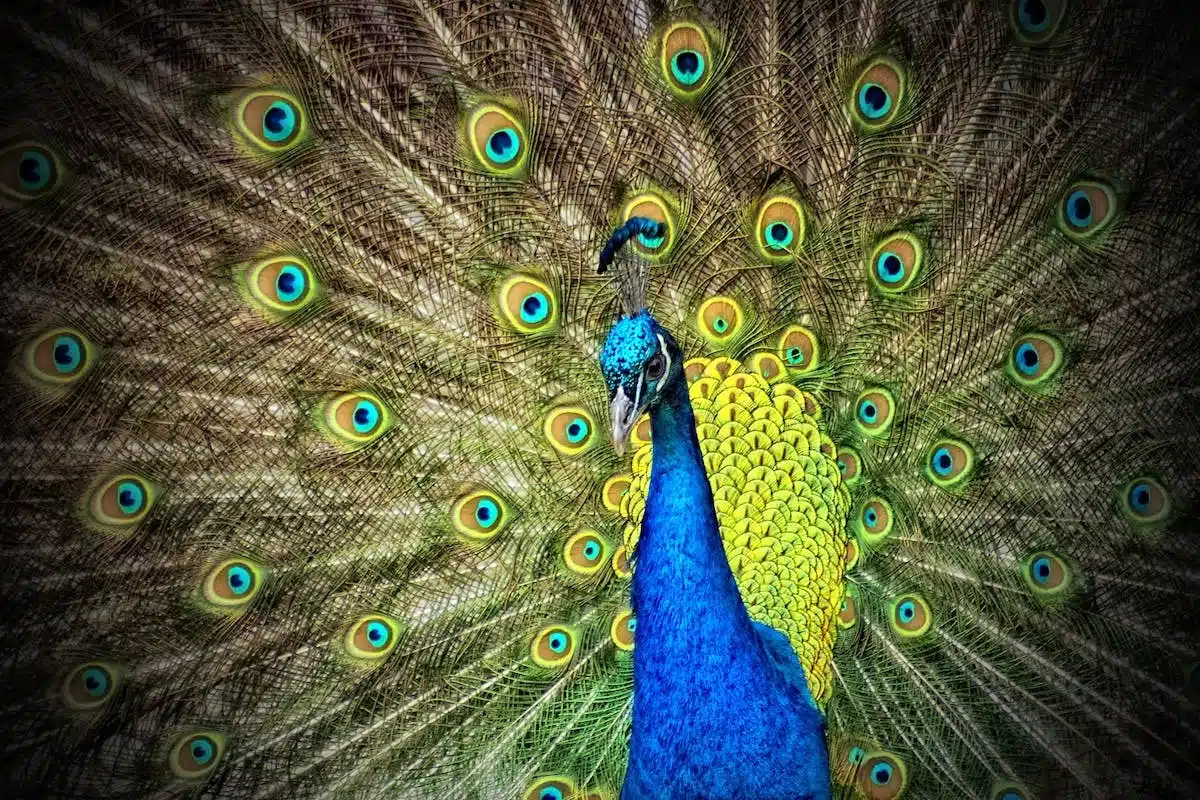 animaux  naturelle