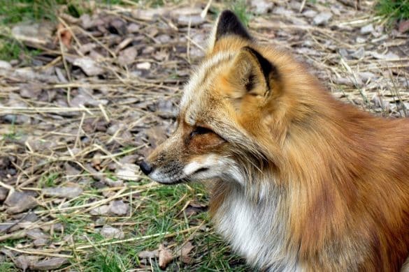 Avoir un animal de compagnie : les responsabilités qui vont avec - La