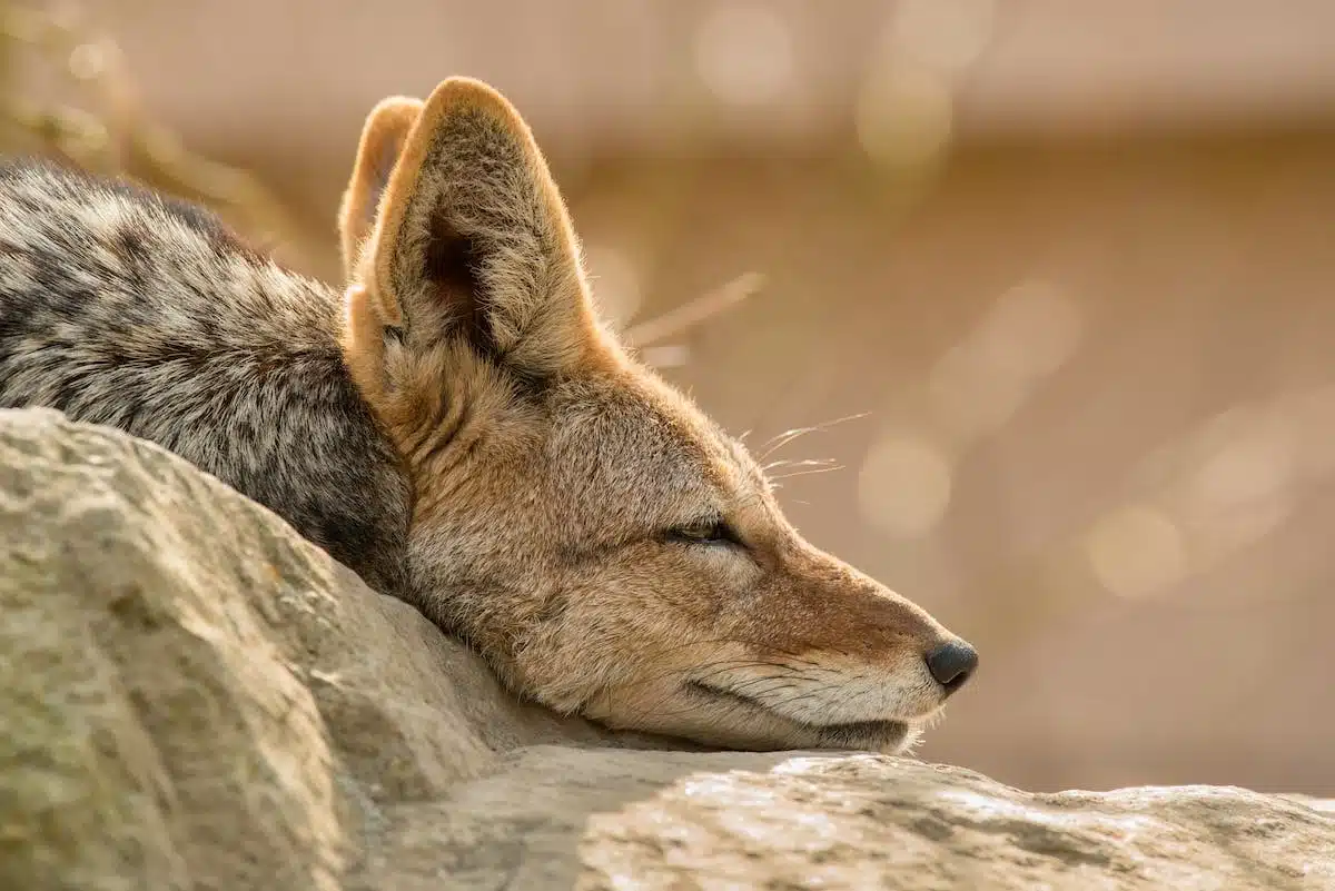 animaux véloces