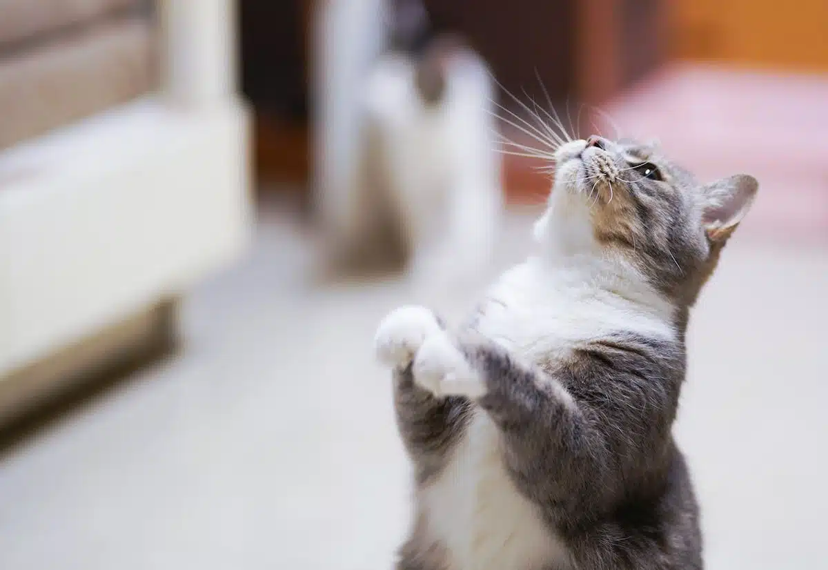 chat comportement