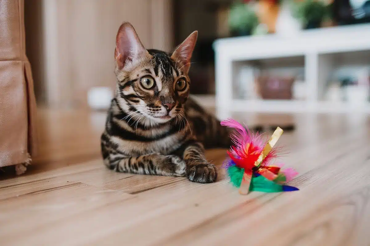 chat  jouet