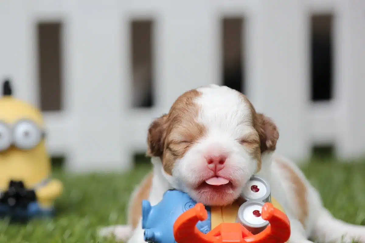 chien jouet