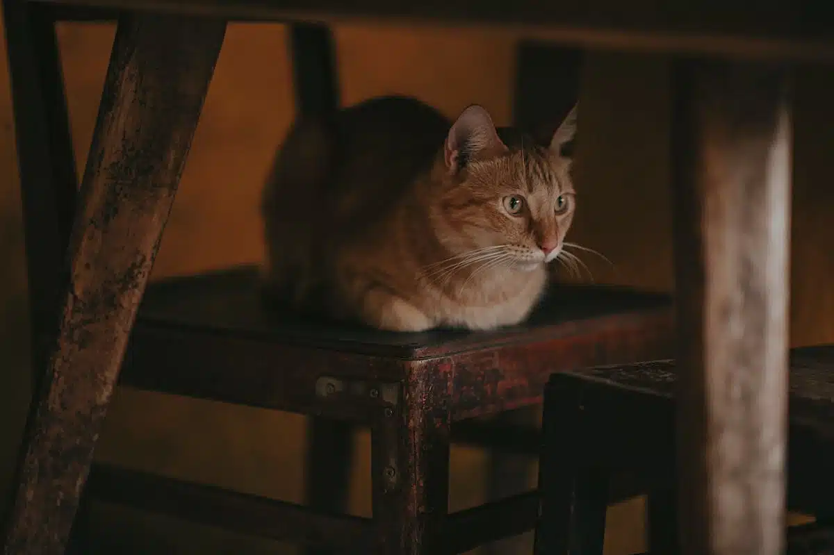 chat  intérieur