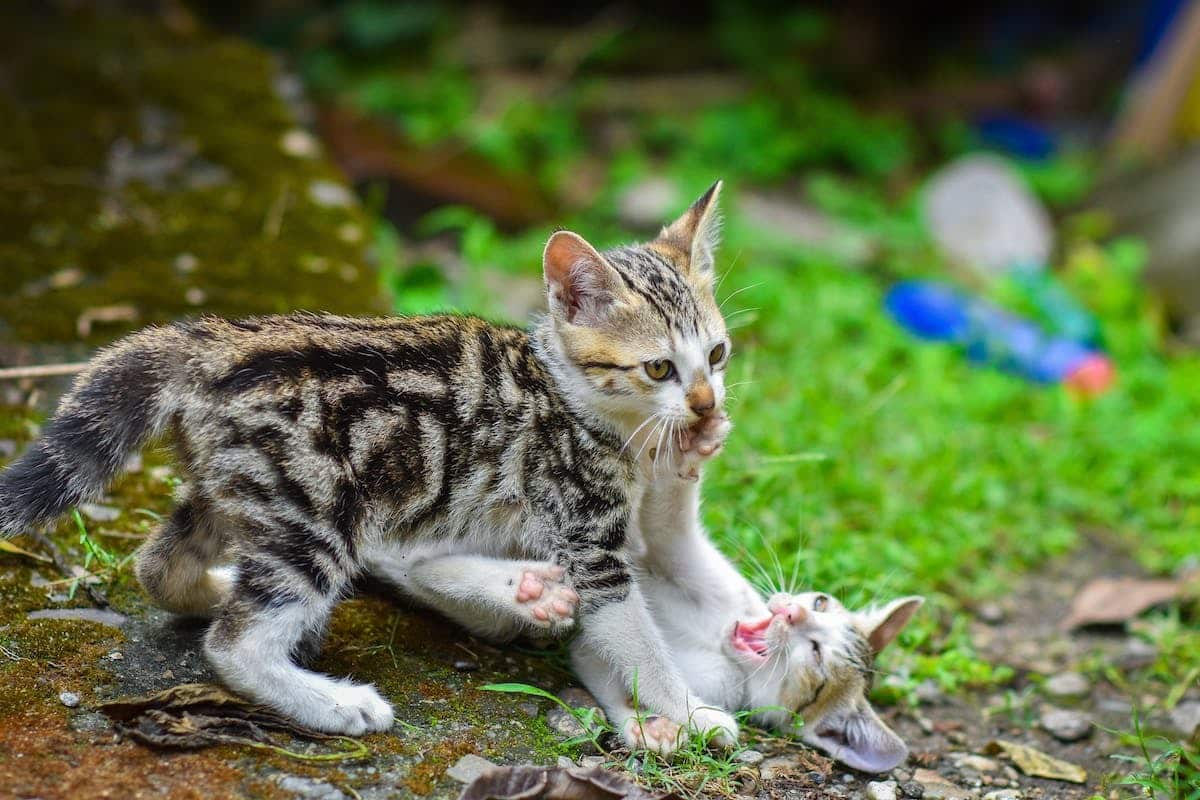animaux  jouer