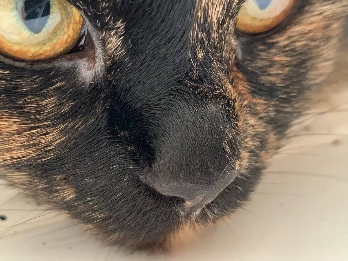 chat  danger