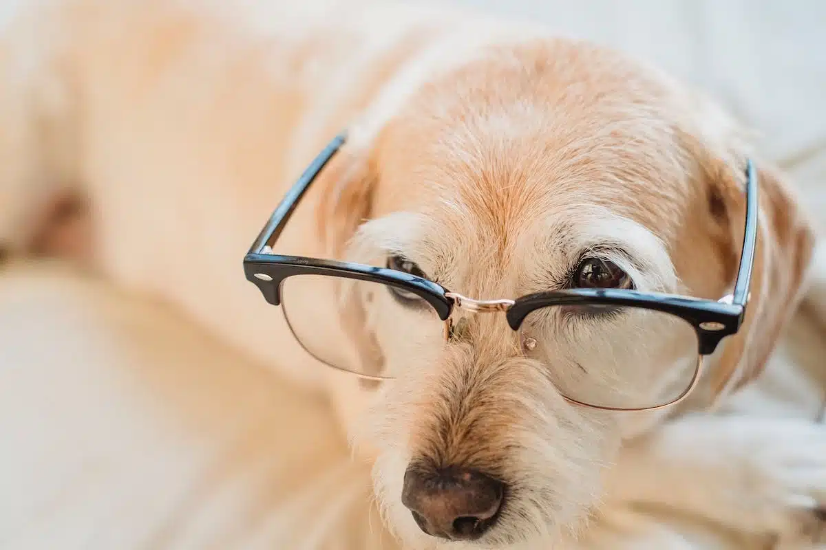 animaux  accessoires