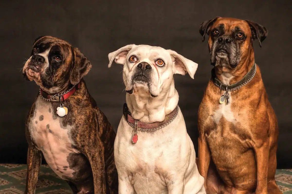 chiens populaires