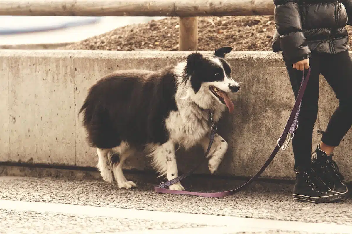 promenade chien