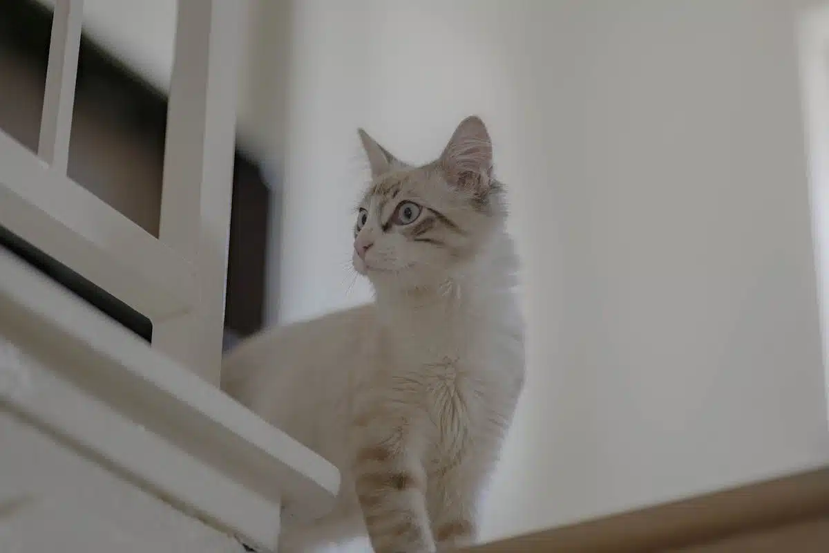 animaux  gale