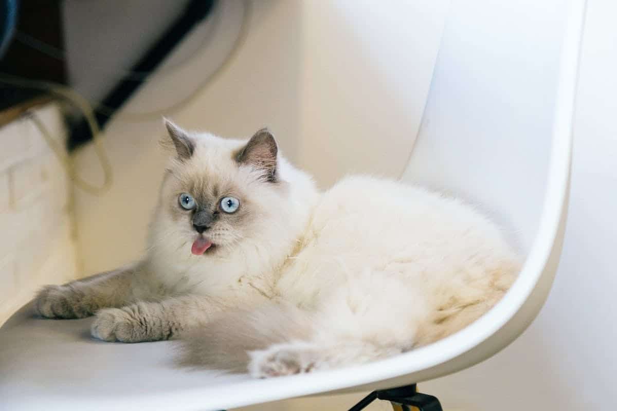 chat  entraînement