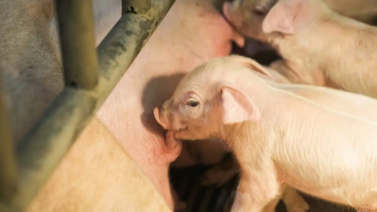 bien-être animal