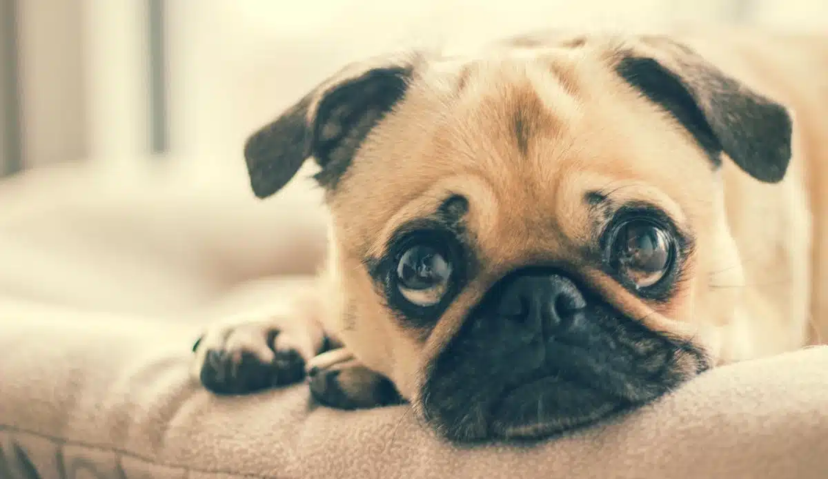 chiens  enfants
