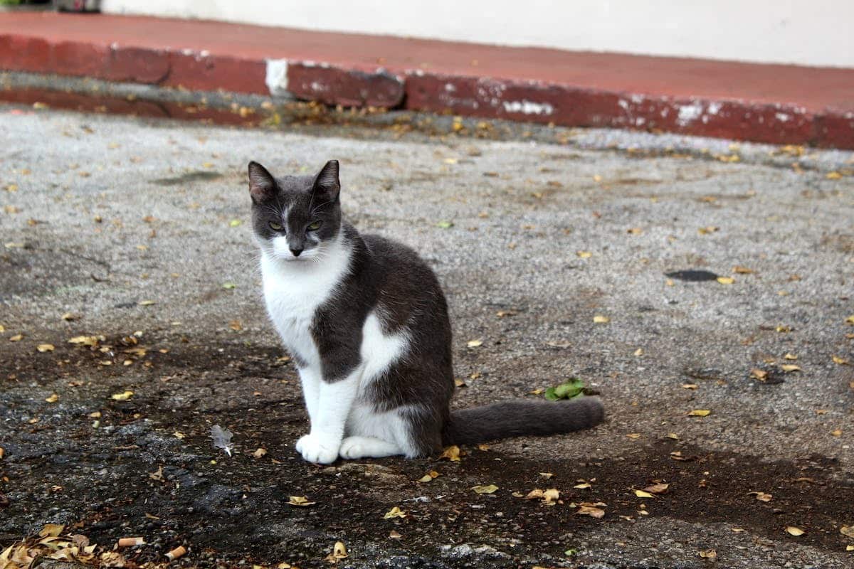 chat  soupire