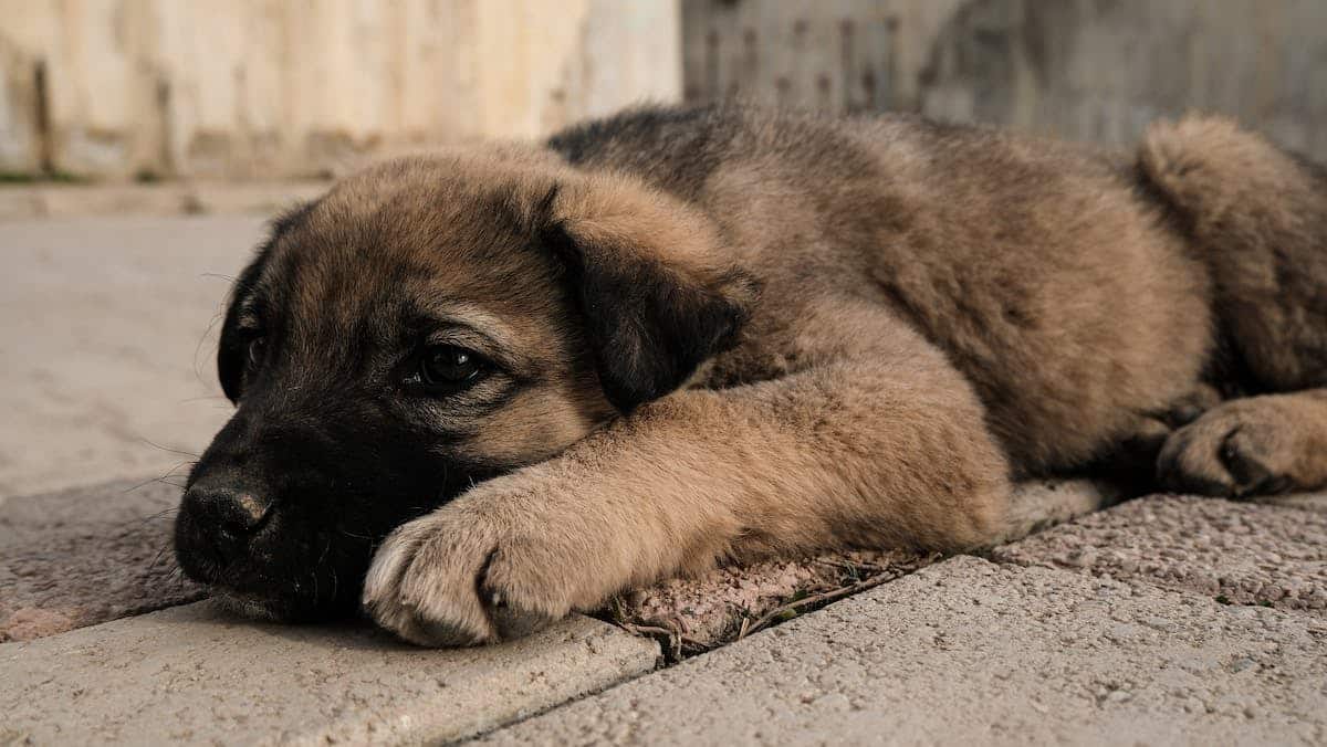chien  bébé