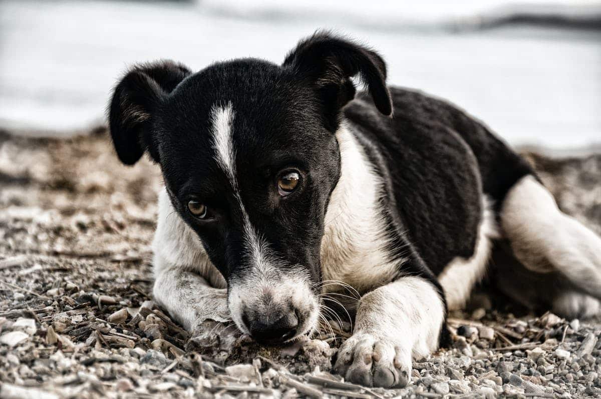 chien anxiété