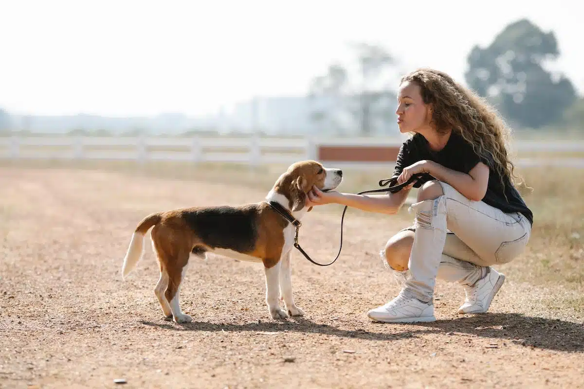 chien  éducation