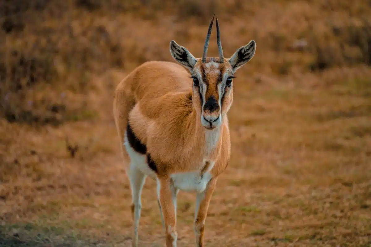 animaux sauvages