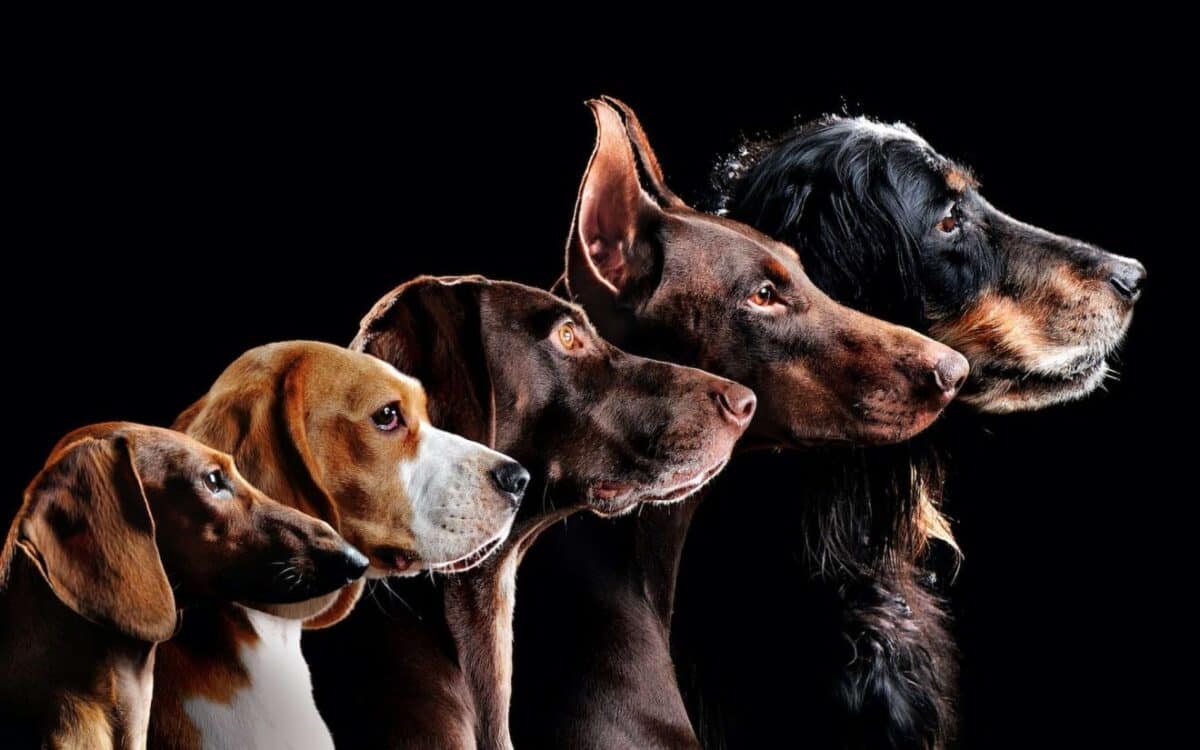 Les races de chiens les plus susceptibles de développer des problèmes de santé