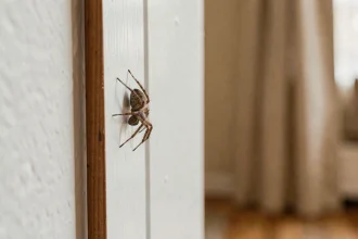 Petite araignée domestique sur un mur blanc à l'intérieur d'une maison, détail macro réaliste