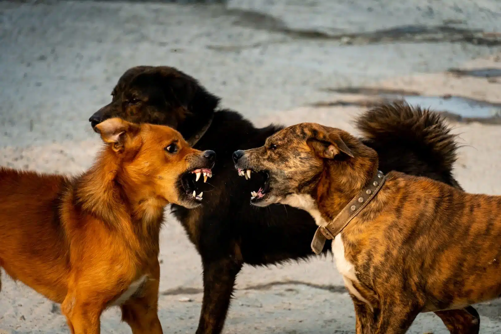 chien grogne sur mon autre chien