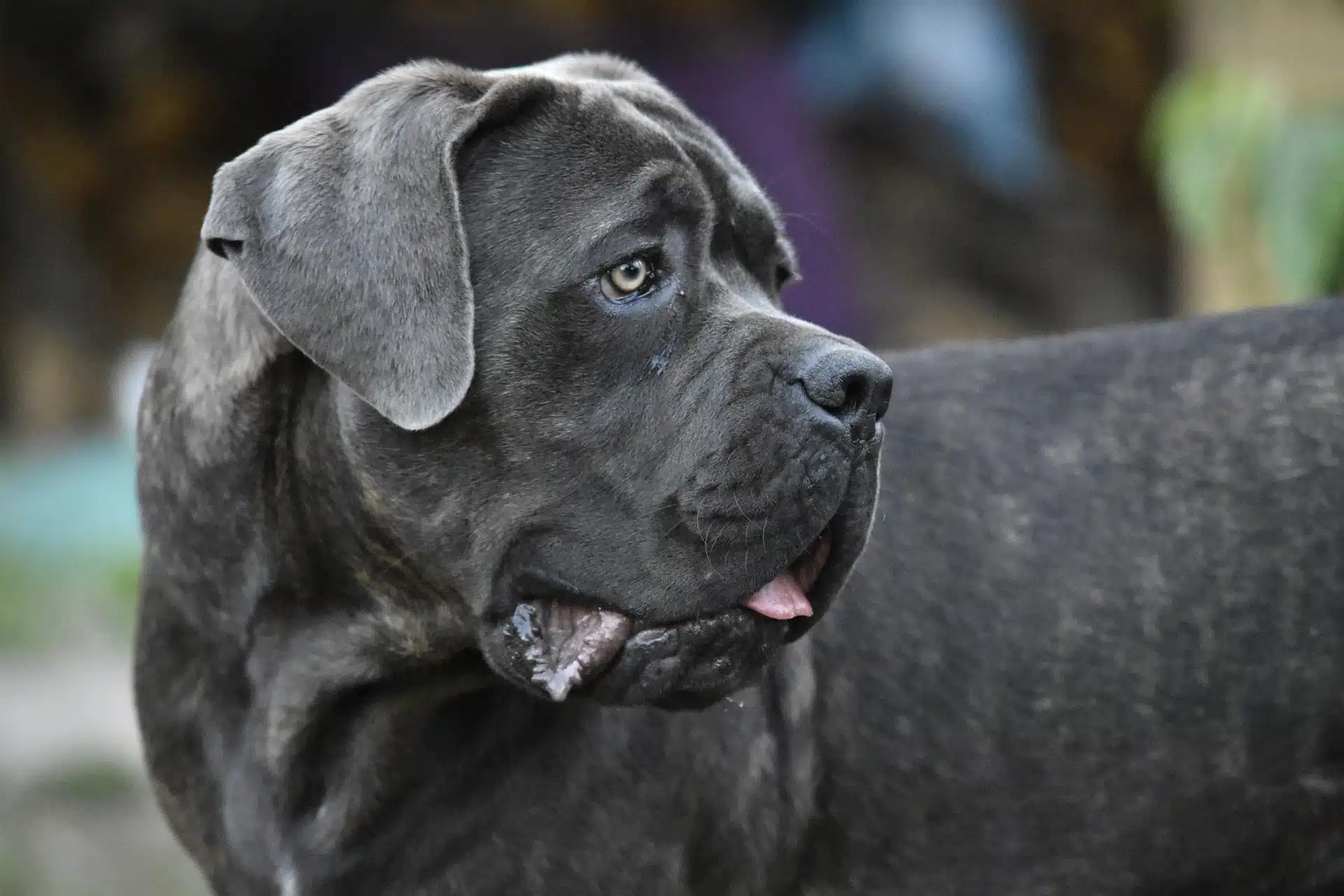 Chien pour la maison