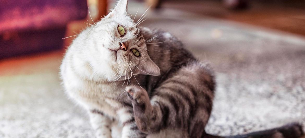 comment se soigne la gale du chat