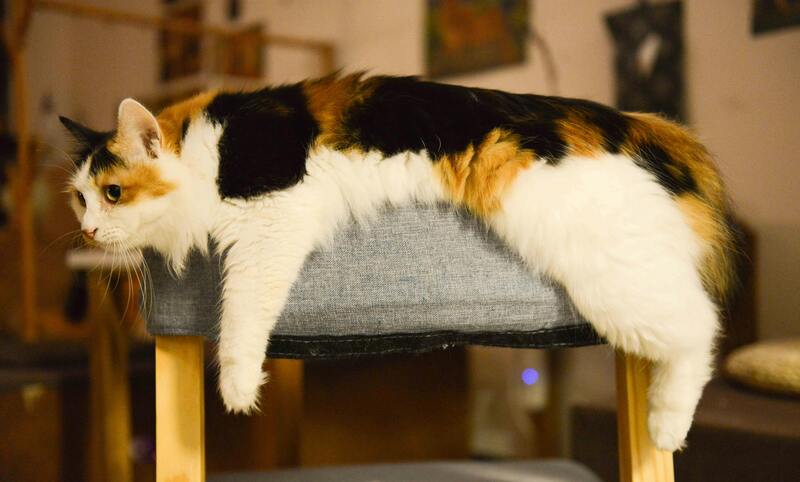 chat paresseux