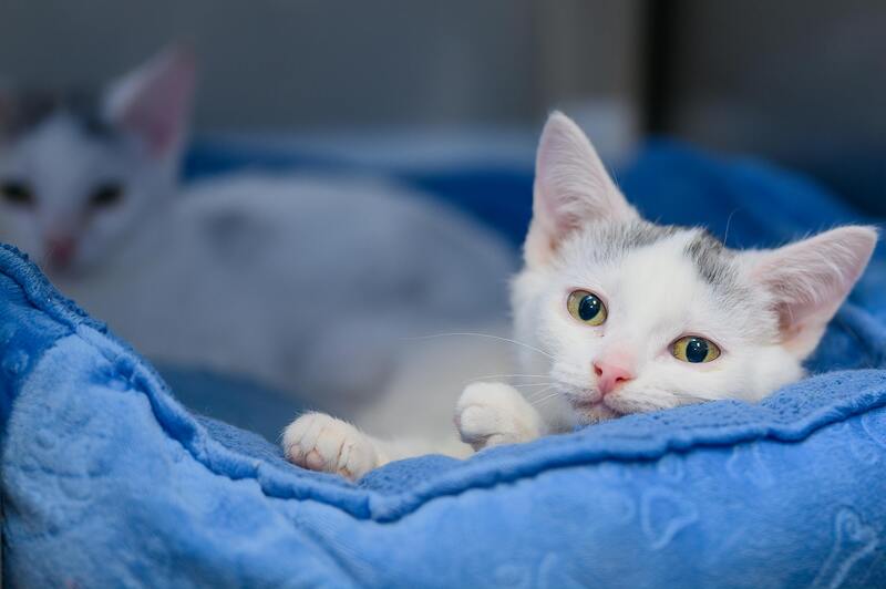 chats blancs