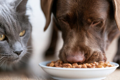 Comment l’alimentation premium pour chiens et chats améliore le bien-être global au quotidien ?