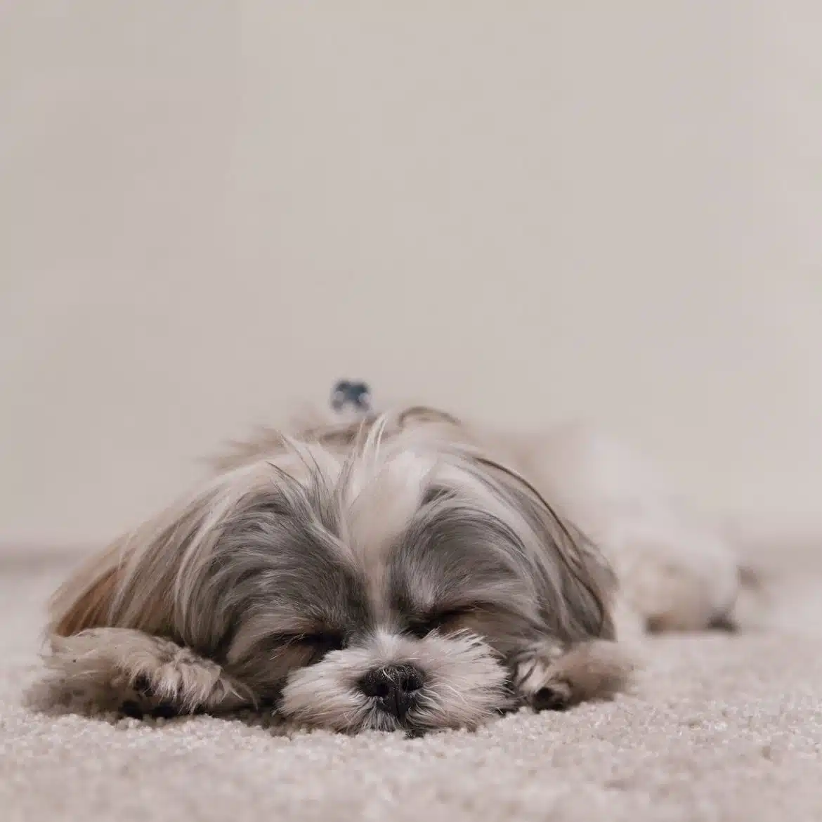 white and gray dog