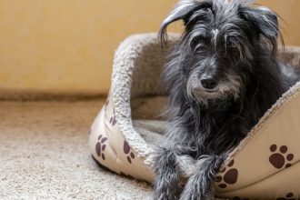 Panier XXL pour grand chien : comment choisir le bon couchage selon la taille et la morphologie