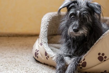 Panier XXL pour grand chien : comment choisir le bon couchage selon la taille et la morphologie